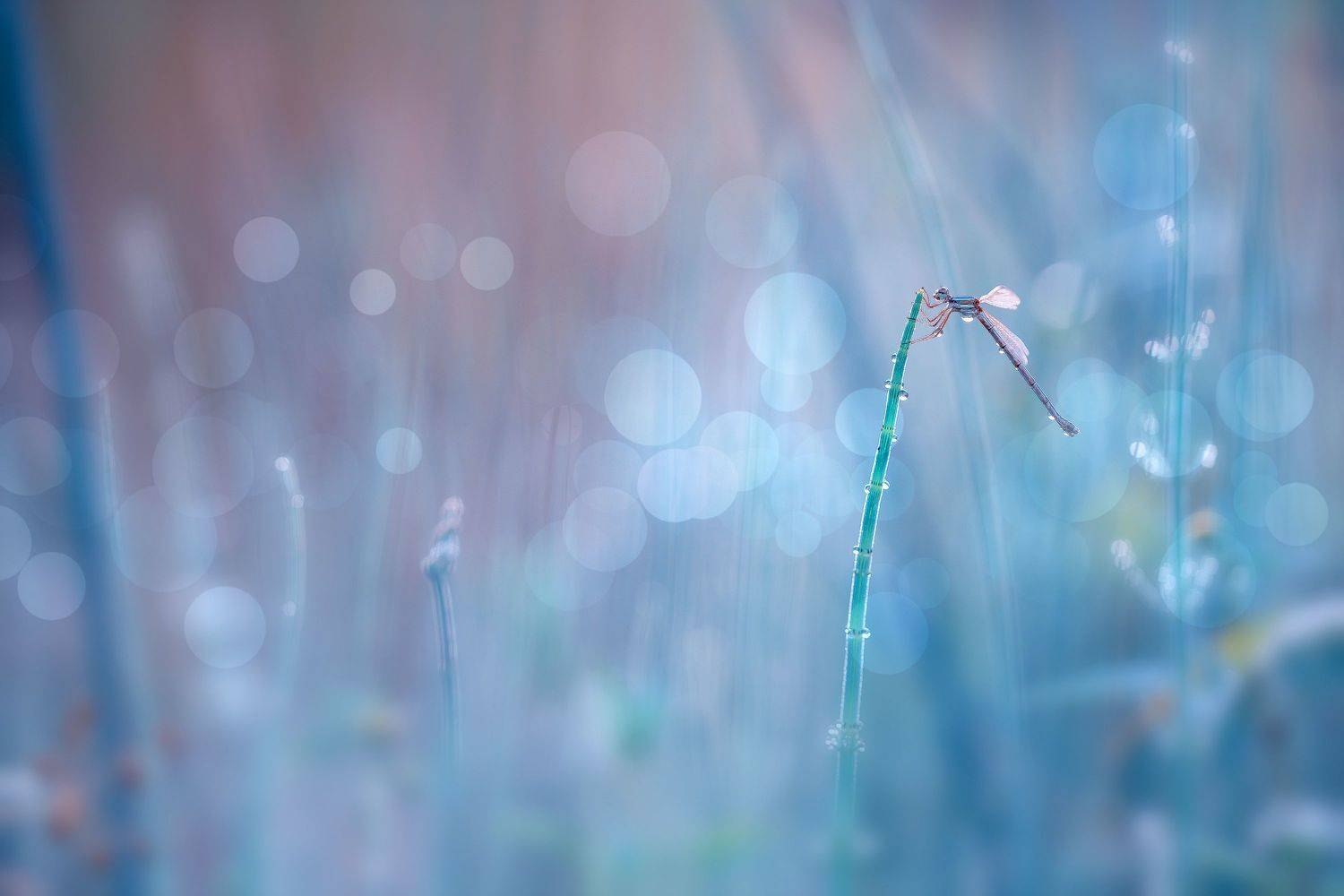 , Кузнецов Дмитрий