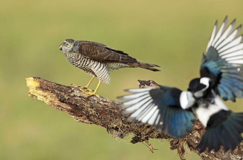 Кто , кого гоняет?photo preview