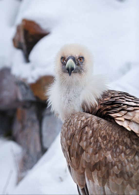 Белоголовый сипphoto preview