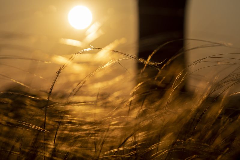 кузнечик, закат, желтое кузнечикphoto preview