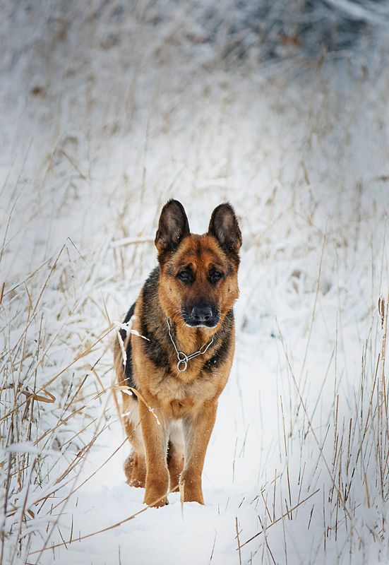 Жужжа.photo preview