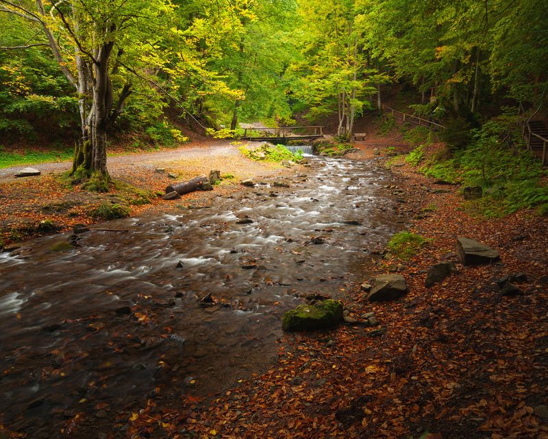 горы, карпаты, ручей, река, лес, украина Карпатыphoto preview