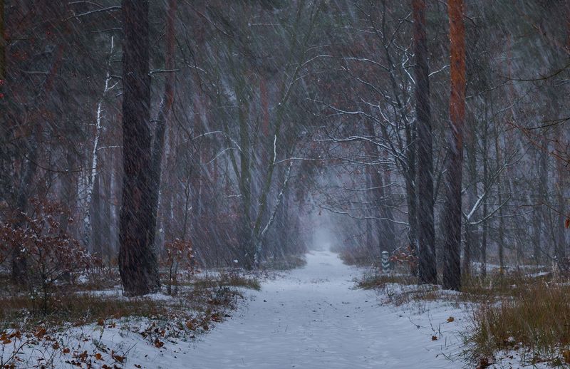 лес, осень, ноябрь, снегопад Ноябрьский снегопадphoto preview