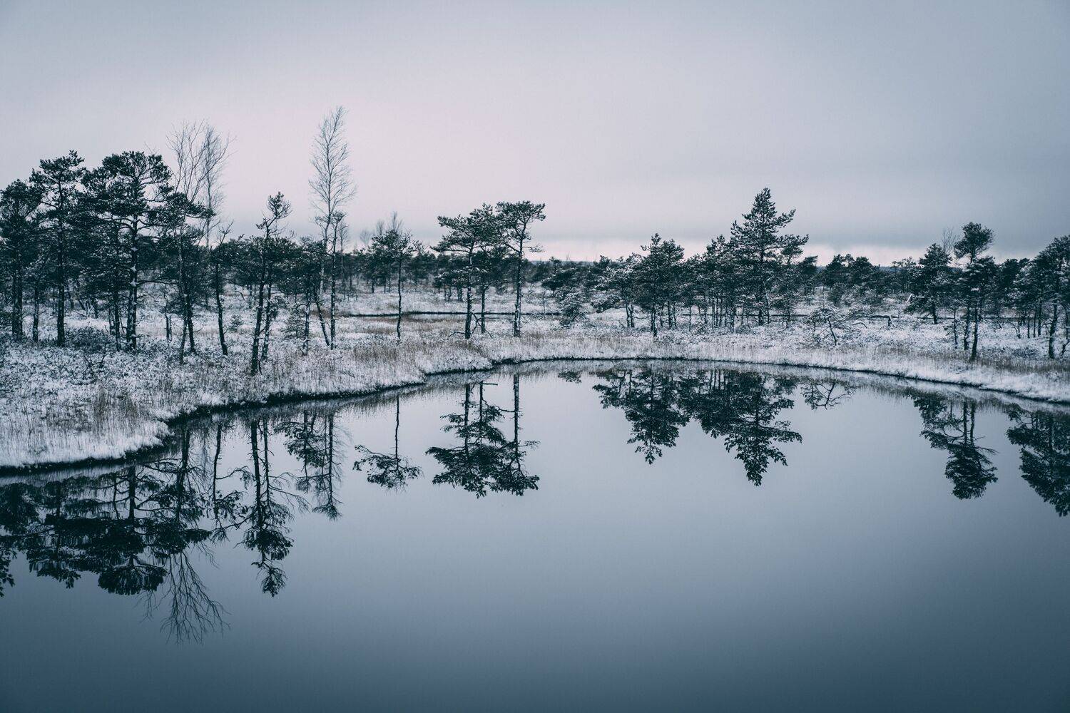 winter, sky, outdoor, new, frost, cover, environment, natural, snowy, beautiful, frozen, ice, forest, season, snow, nature, , Raimond Klavins