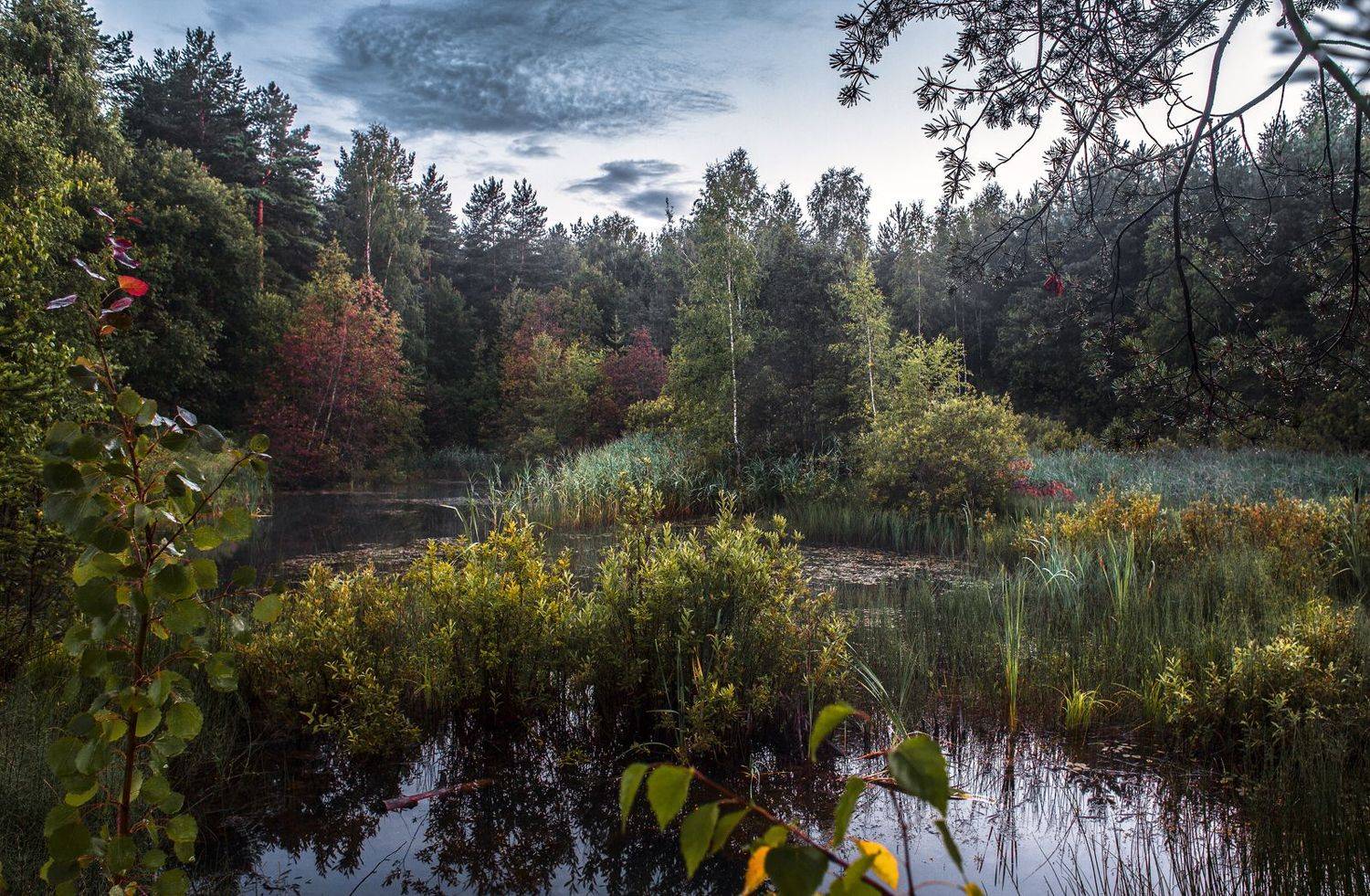 , Евгений Цветков