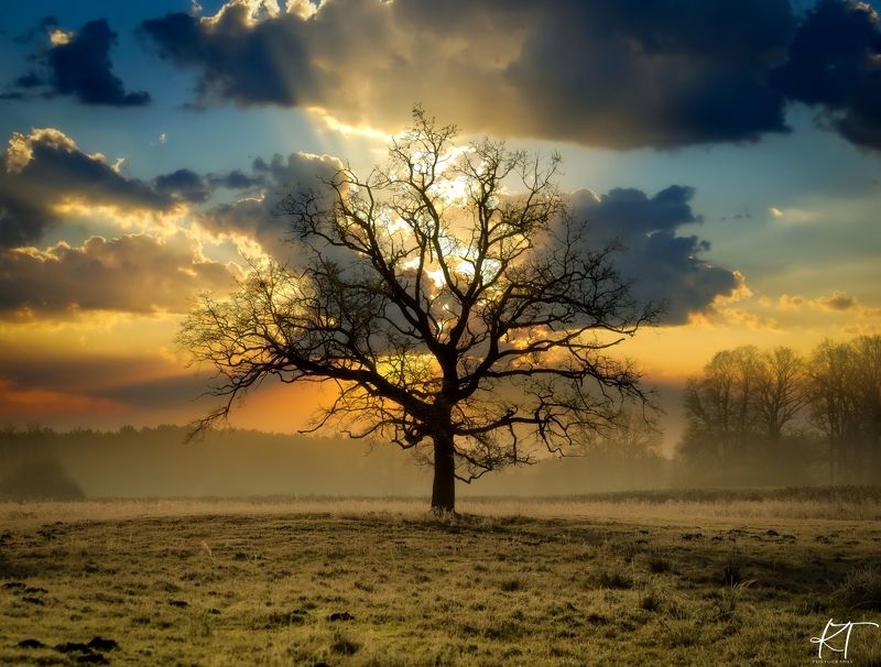 tree, nature, sunlight, sky, landscape, field, forest, clouds, dawn, fog Tree of Lifephoto preview