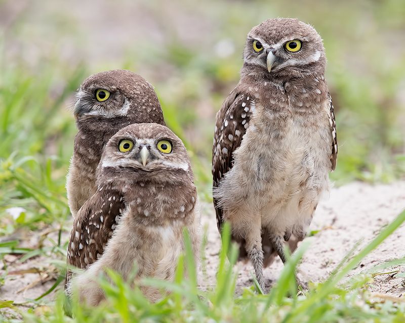 кроличий сыч, florida, burrowing owl, owl, флорида,сыч, хищгые птицы Family Owls - Кроличий сычphoto preview