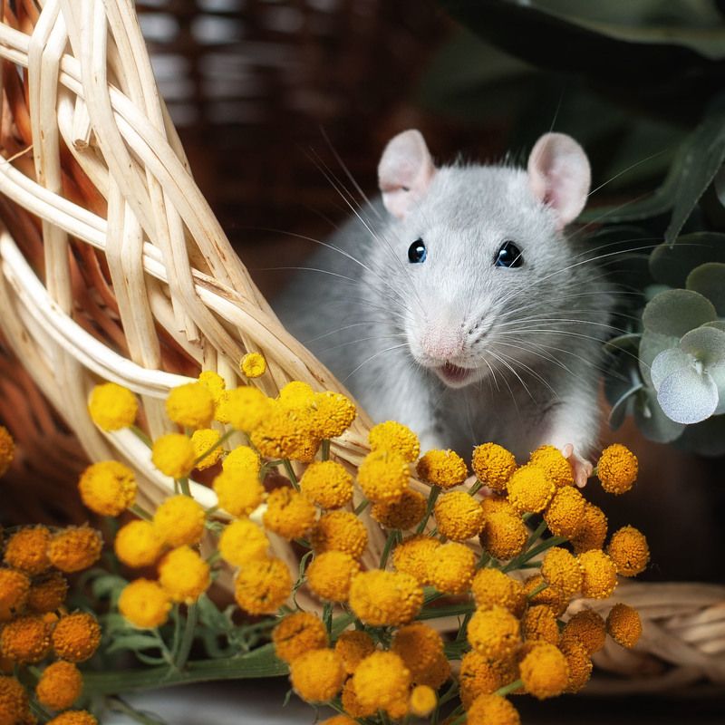 Забавная мордаphoto preview