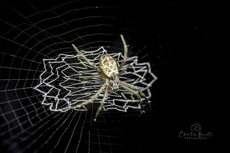 spider, animal, grid, black, nature, natural, macro, small, focus, garden, outdoor Spiderphoto preview