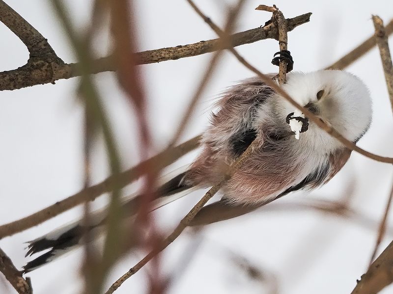 ополовник - акробатphoto preview