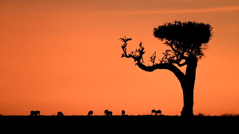 savanna, africa, kenya, sunrise, sun, dawn, landscape, nature, wild life Good Morning, Savanna!photo preview