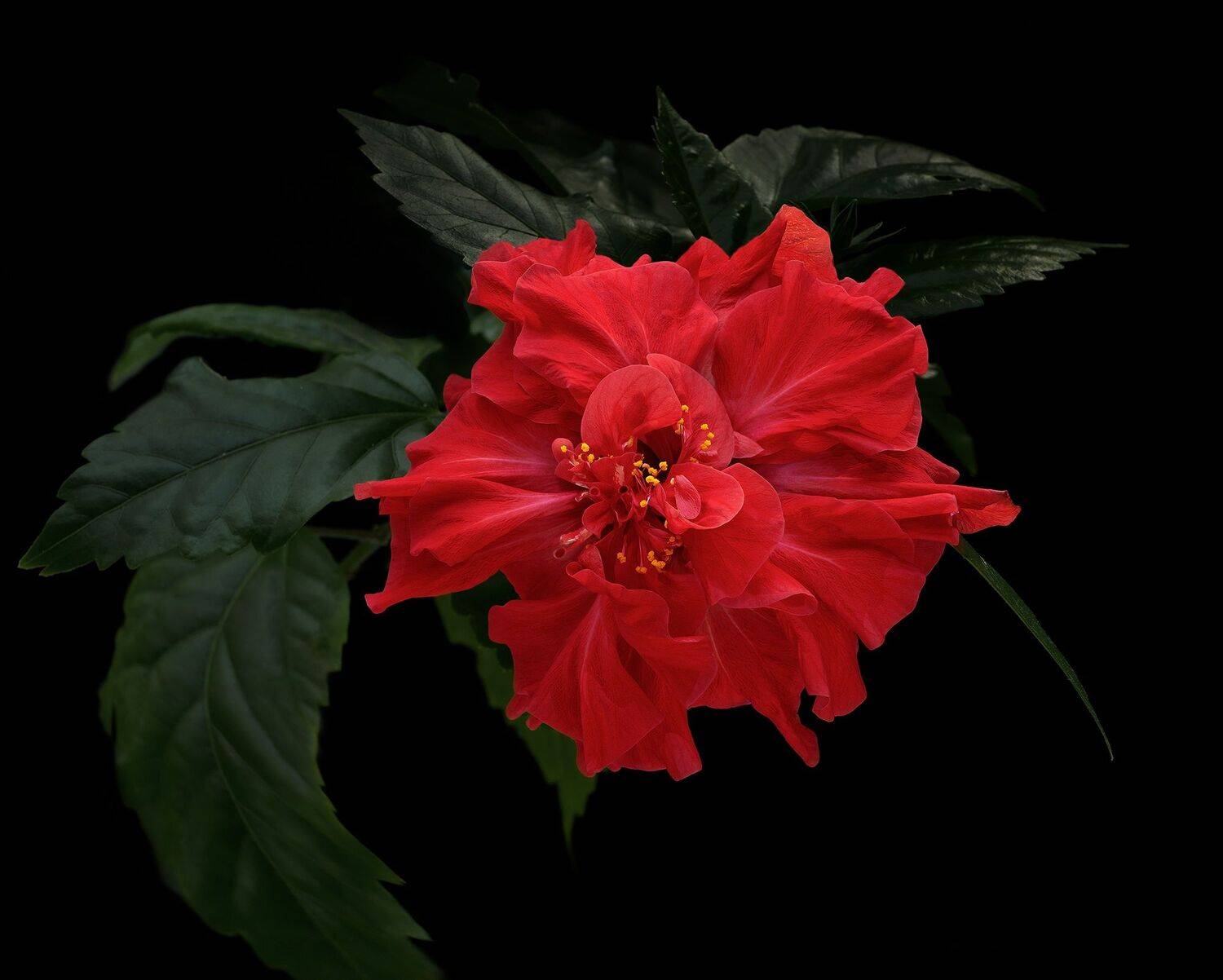 Автор: Черновол Валентин , Черновол Валентин