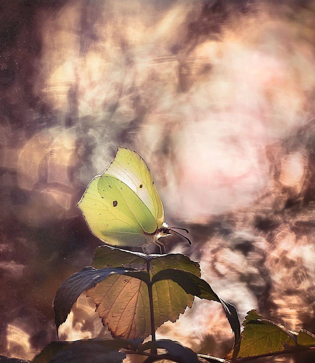 макро, макрофото, бабочка, боке, размытие, красота, искусство, Полина Васеева