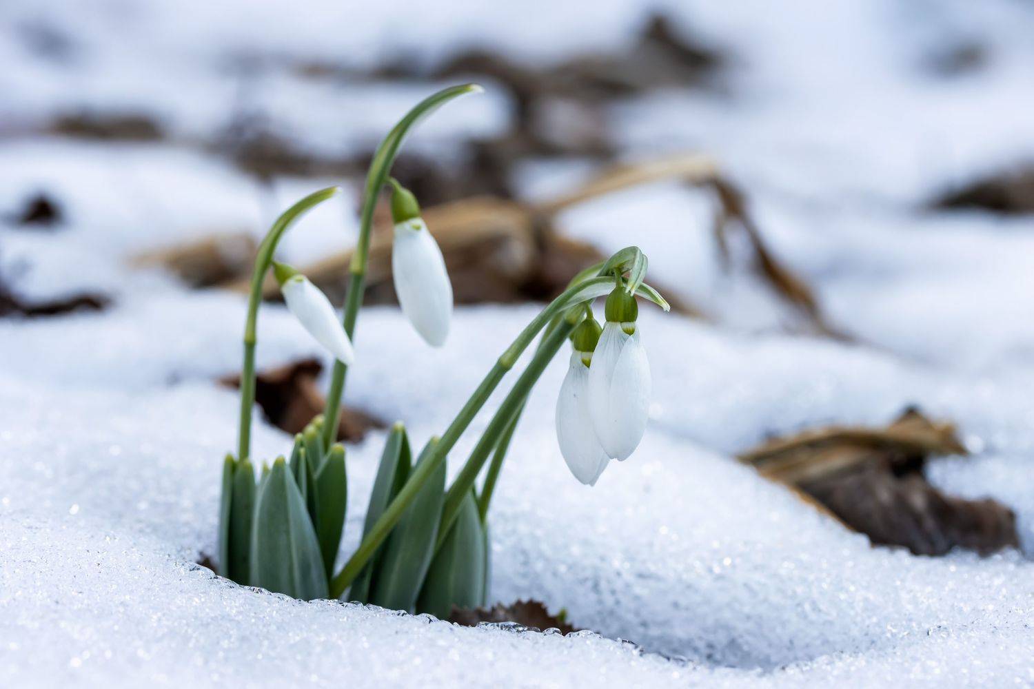 , Бистра Стоименова