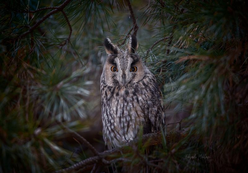 портрет, wildlife Дикая тварь из дикого леса фото превью
