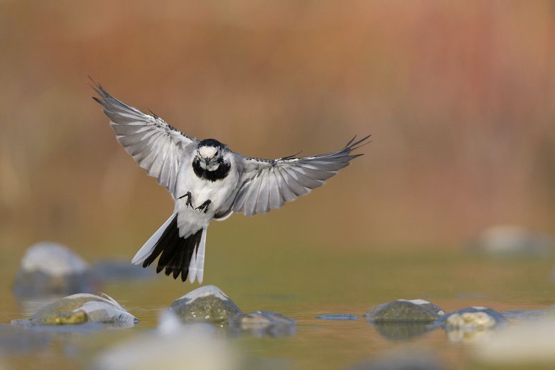 White Dancerphoto preview