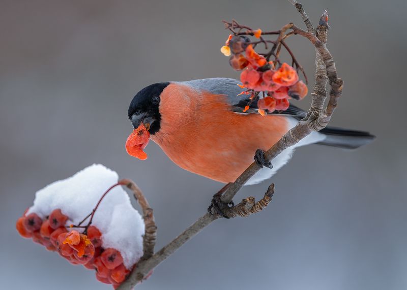 Снегирьphoto preview