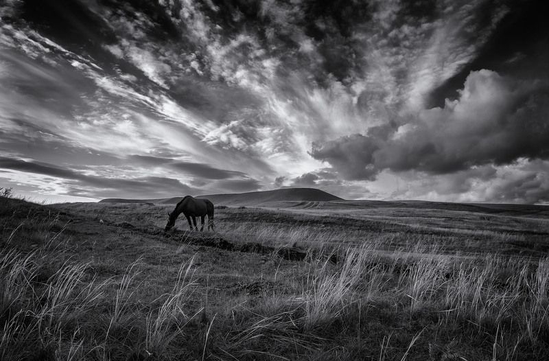 пейзаж, природа, степь ,небо, облака, лошадь, пастбище, лето, день Простор фото превью