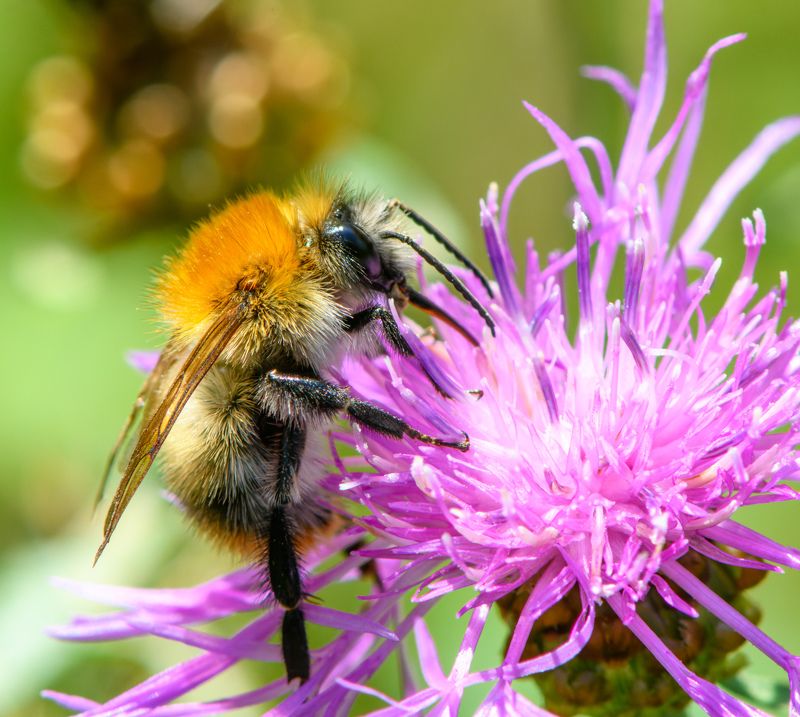 Bumblebeephoto preview