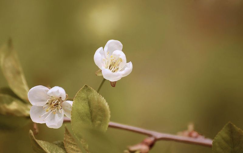 Тихая мелодияphoto preview