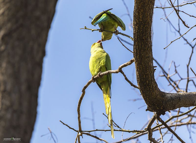 landscape,nature,природа,попугаи,город Наверное любовьphoto preview