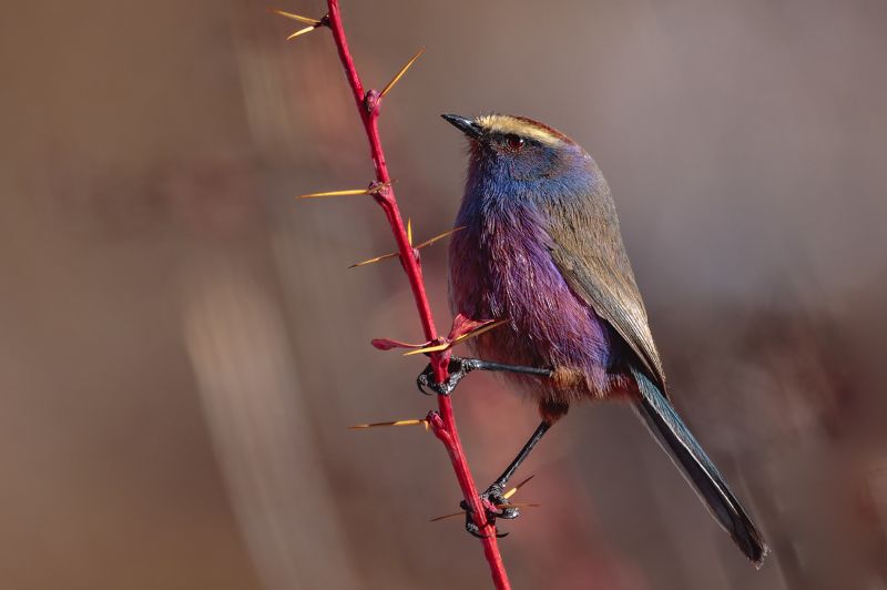 花彩雀莺（学名：leptopoecile sophiae） 花彩雀莺（学名：Leptopoecile sophiae）photo preview
