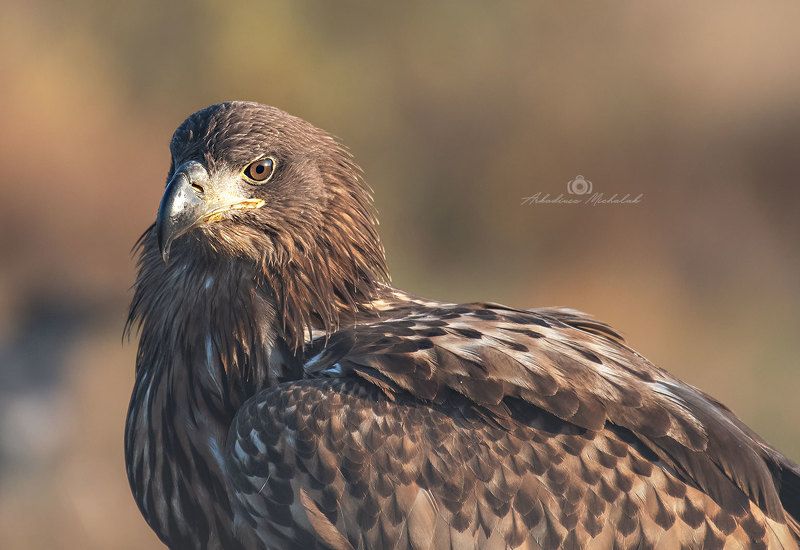 Bielik (Haliaeetus albicilla)photo preview