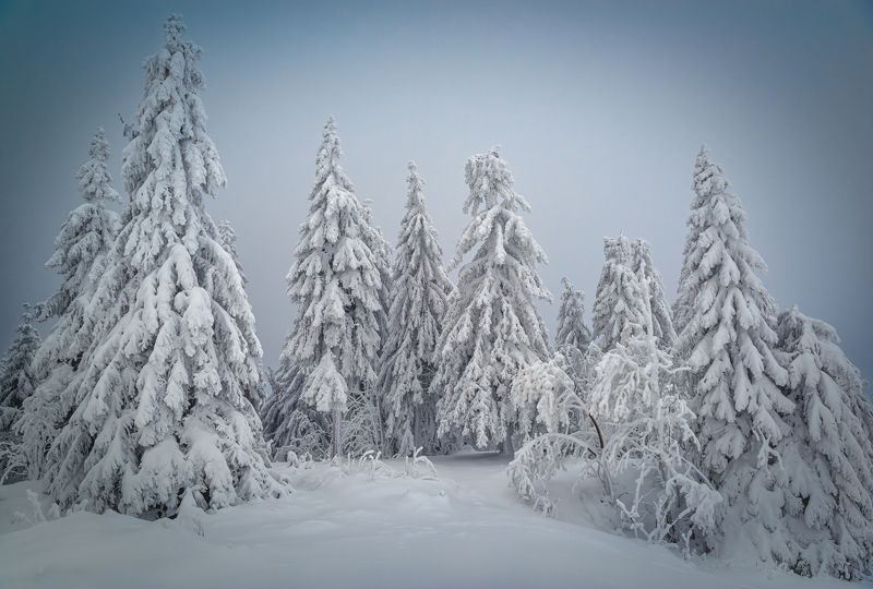 горизонтальный,  нет людей,  снег,  фотография,  на улице,  зима,  дерево,  природа,  холодная температура,  небо,  пейзаж - пейзажи,  лес,  хвойное дерево,  день,  белый цвет,  живопись - природа,  красота в природе,  идиллический,  путешествовать Зимние зарисовкиphoto preview