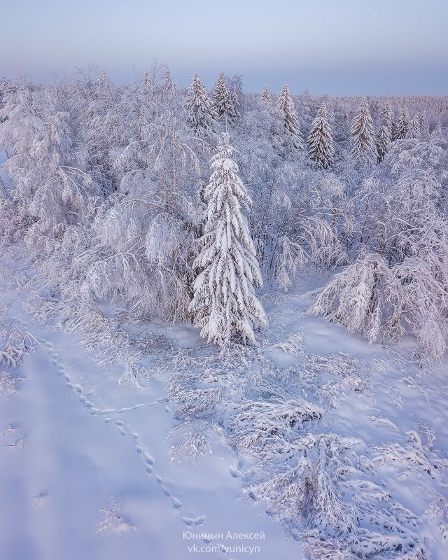 Зимний лес с высоты д.Вершина Верхнетоемский р-н Архангельская обл.photo preview
