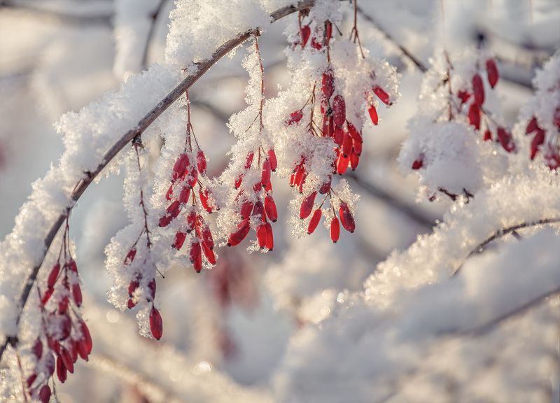 барбарис, зима, снег, барбарис зимний.. фото превью