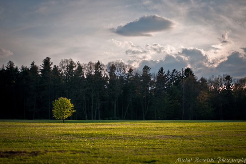 tree, ,forest, ,meadow, ,spring, ,season, ,sky, ,clouds, ,light Light of the ending dayphoto preview