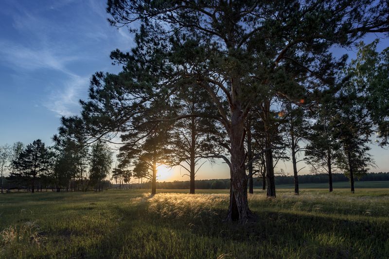 Трава в контровом свете.photo preview