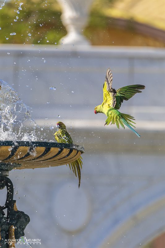 landscape,nature,природа,попугай На водопой (To the watering hole)photo preview