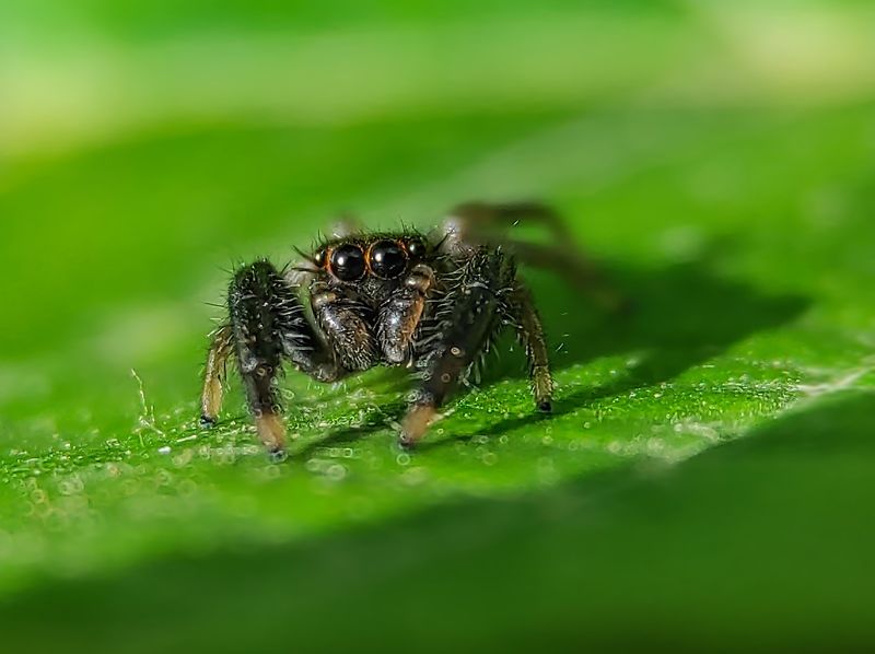 #xiaomi, , #mobilephotography, #macro, #spider Cute boyphoto preview