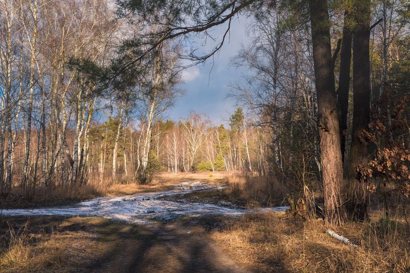 лес зима январь снег сосны Оттепель,  7январяphoto preview