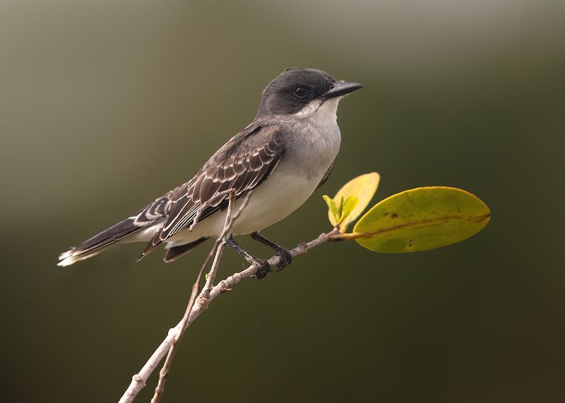 eastern kingbird, флорида, птицы флориды,florida,kingbird Eastern kingbird -Королевский тираннphoto preview