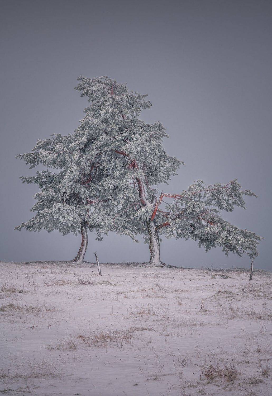 Lean on me. Автор: Marko Klavs landscapes tree switzerland winter, Marko Klavs