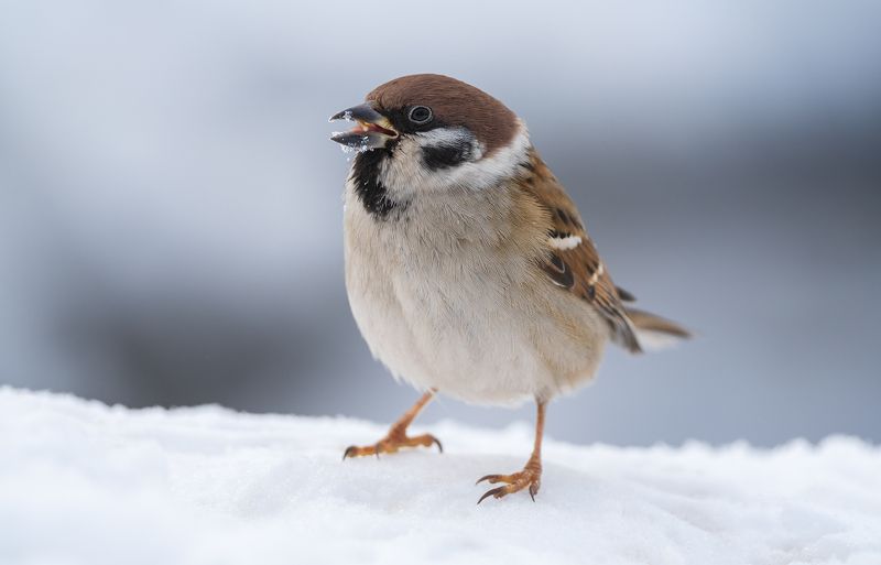 Просто воробей.photo preview