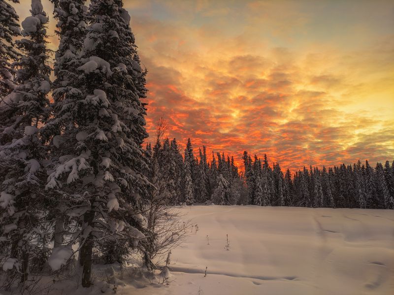 печора, лес, север Цвет зимыphoto preview