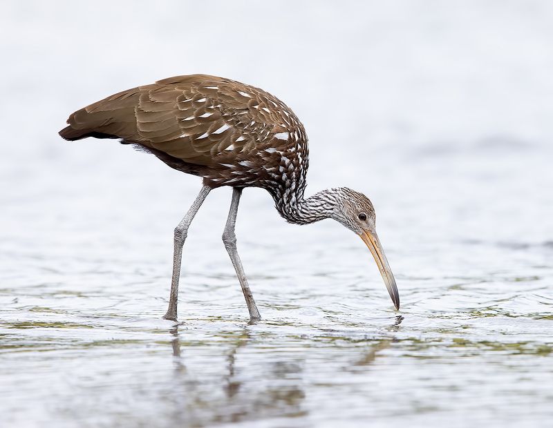 florida, limpkin, пастушковый журавль, флорида, журавль Limpkin - Арама, или пастушковый журавльphoto preview