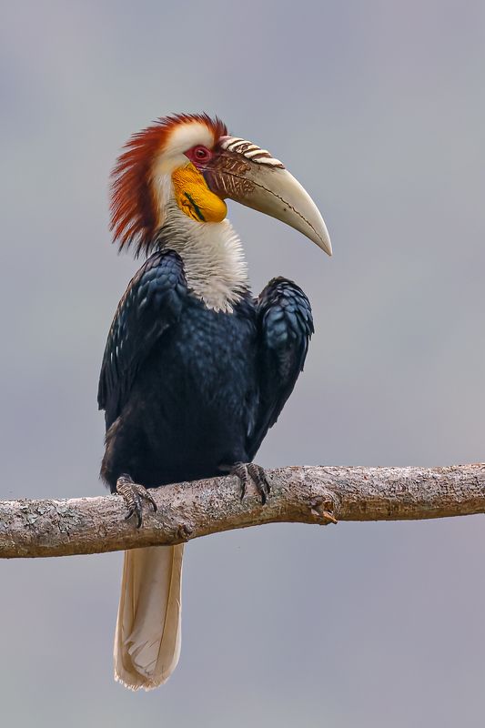 花冠皱盔犀鸟（学名：rhyticeros undulatus） 花冠皱盔犀鸟（学名：Rhyticeros undulatus）photo preview