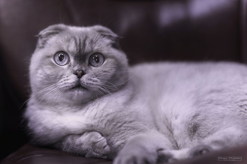 Любимый Котэphoto preview