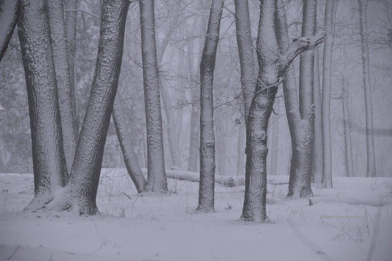 пейзаж, зима,день,,псковская обл,снег, , мороз,лес, деревья photo preview