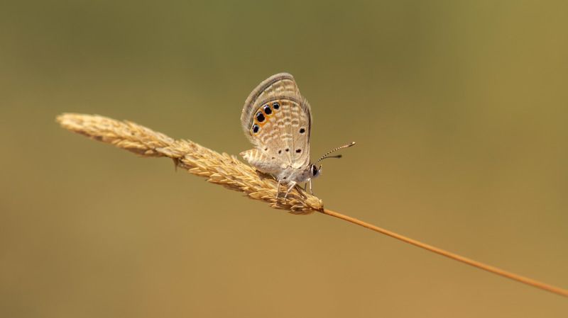 grass jewel,butterfly,mücevher kelebeği,kelebek Grass Jewelphoto preview