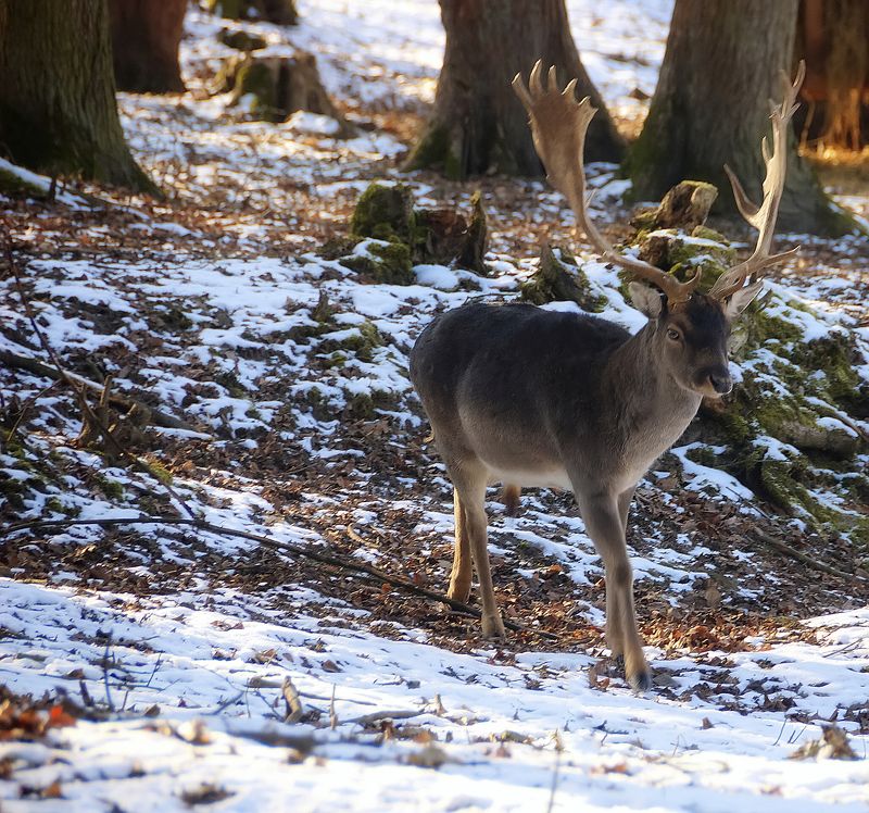 В лесу.photo preview
