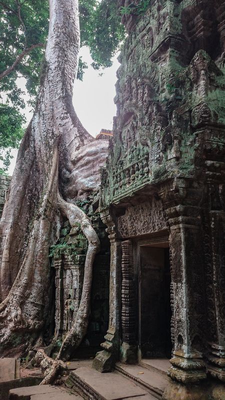 Cambodian Junglephoto preview