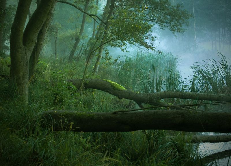 green world....photo preview