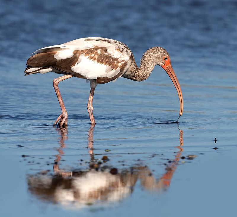 ибис, white ibis, ibis, florida, флорида Juvenile White Ibis - Молодой белый Ибисphoto preview