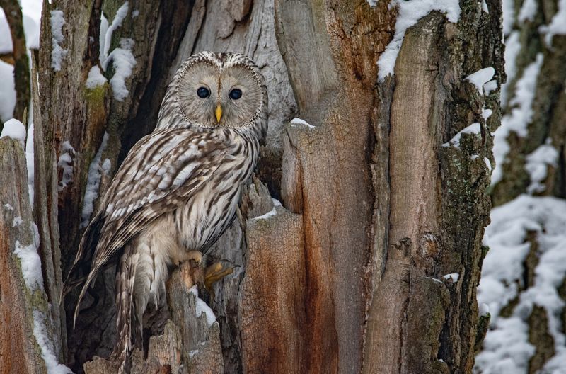 Длиннохвостая неясыть, уральская неясыть, Strix uralensis Длиннохвостая неясыть (Strix uralensis).photo preview