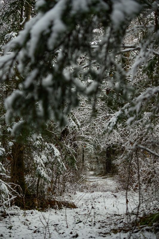 Дорога в лесphoto preview